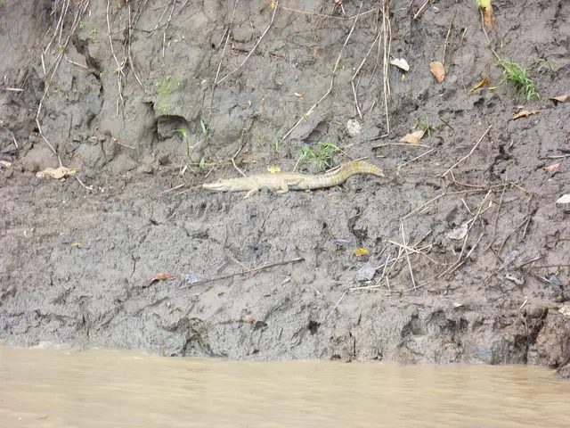 Ein junger Kaiman am Ufer des „Río Madre de Dios“.
