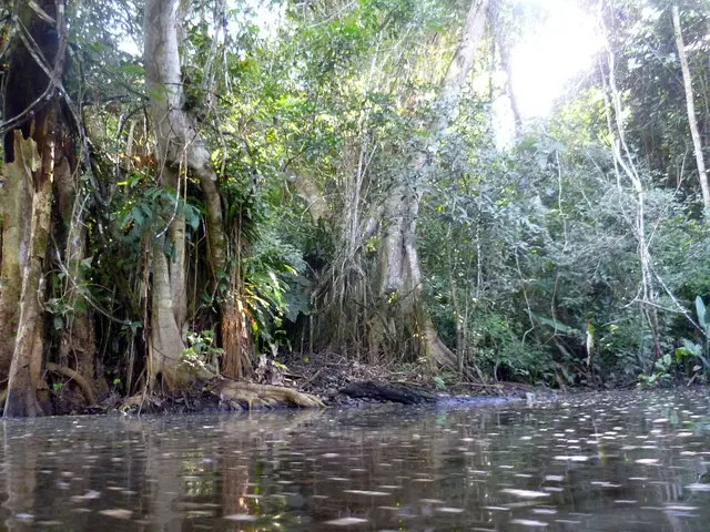 Im Dschungel am „Río Madre de Dios“-

