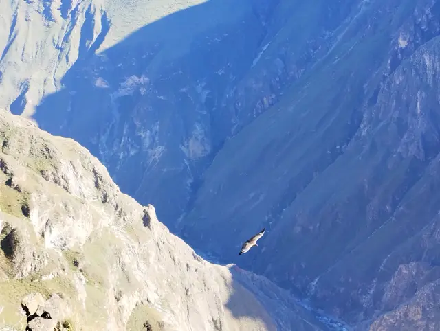  „El cóndor pasa“: Vom „Mirador de los Andes“ kann man tief in den Colca Canyon blicken und Kondore beobachten. Die Flügelspannweite eines Andenkondors, eines der größten flugfähigen Vögel, kann bis zu 3,20 Meter betragen. 
