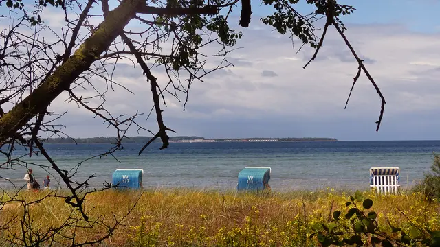 Im Juli blüht auf der Düne der Wohlenberger Wiek die Sand-Nachtkerze (Oenothera oakesiana). Am Horizont zeichnet sich an der Tarnewitzer Huk (Halbinsel) die Ferienanlage Weiße Wiek ab. Foto: Helmut Kuzina