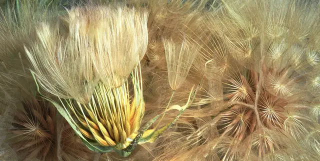 Samenstand der 'Haferwurzel' (Tragopogon porrifolius), auch 'Lauchblättriger Bocksbart' genannt.