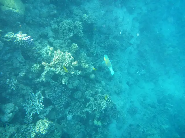 Am Außenriff ist das Wasser etwa 10 Meter tief. Die Korallenwand ist erstaunlich gut erhalten.
