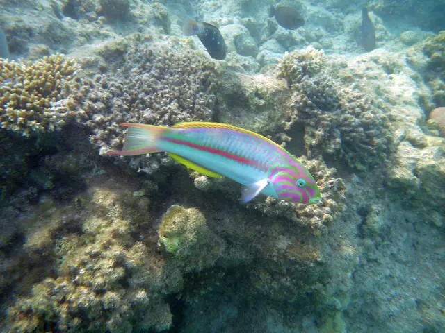 Regenbogen Lippfisch in seiner vollen Schönheit.
