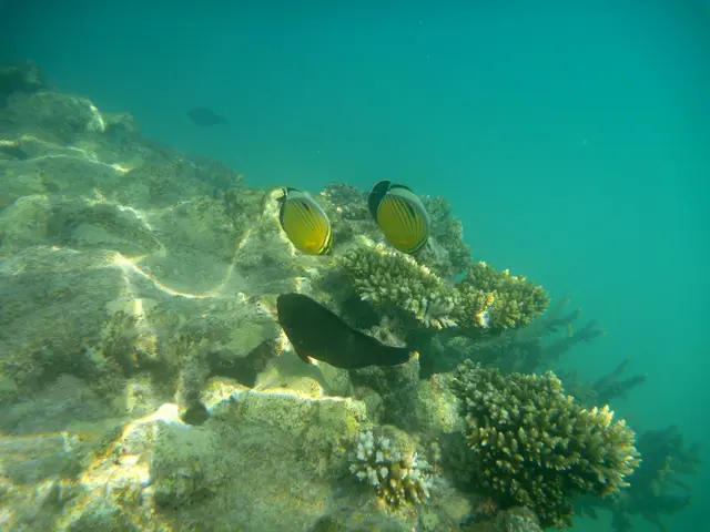 Der Maskenfalterfisch erreicht eine Länge von bis zu 30 cm. Er lebt meist paarweise. 
