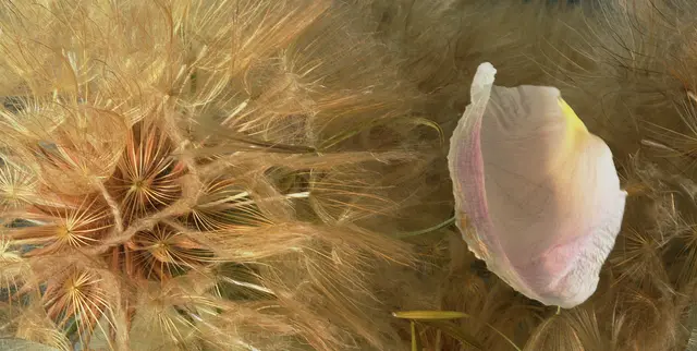'Haferwurzelsamen' (Tragopogon porrifolius) mit Rosenblütenblatt