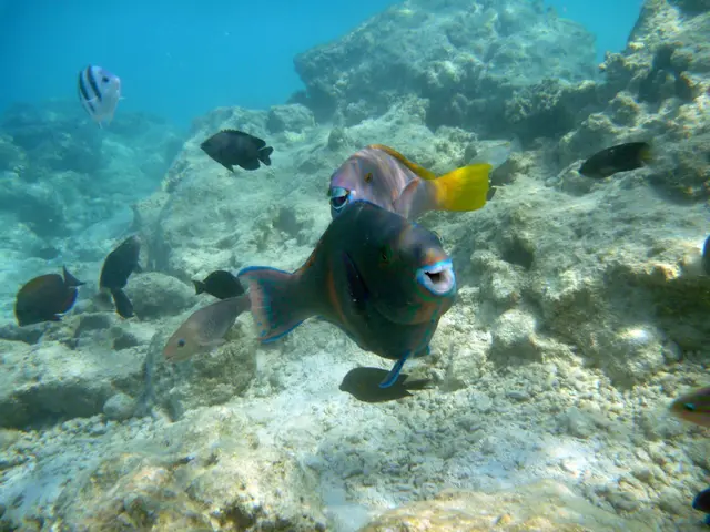 Zwei Papageifische und (auf 10 Uhr) Schwarze Riffbarsche. 
