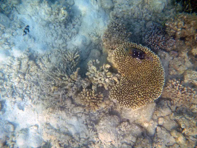 Gelbschwanz Papageifisch ?? 
