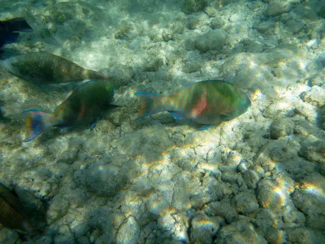 Papageifische bei der Nahrungssuche.
