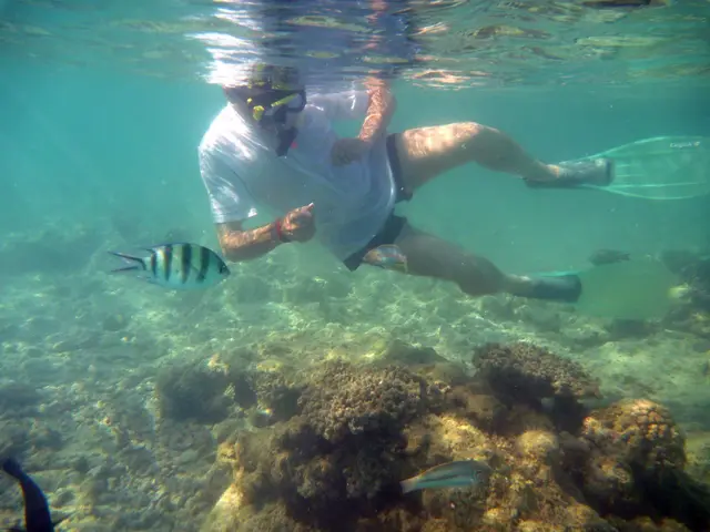 Nähe Ellbogen: Indopazifik Sergeant Fisch. Die Zwei mit dem roten Streifen in der Mitte: Regenbogen Lippfische. 