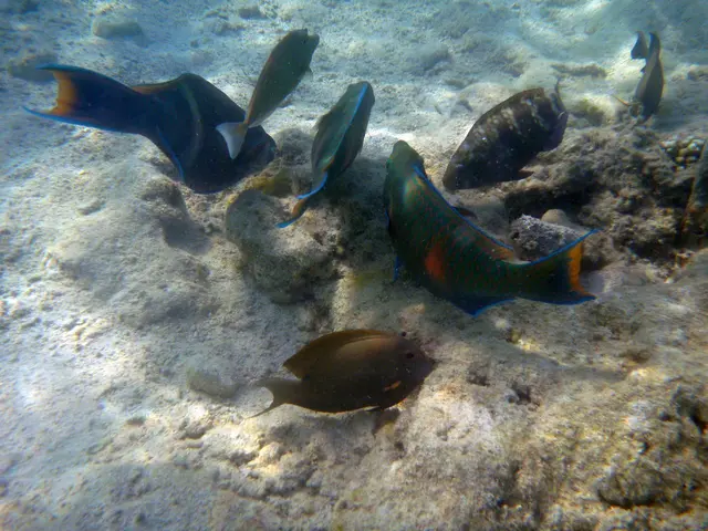 Eine bunte Nahrungsbeschaffungs-Gemeinschaft.
