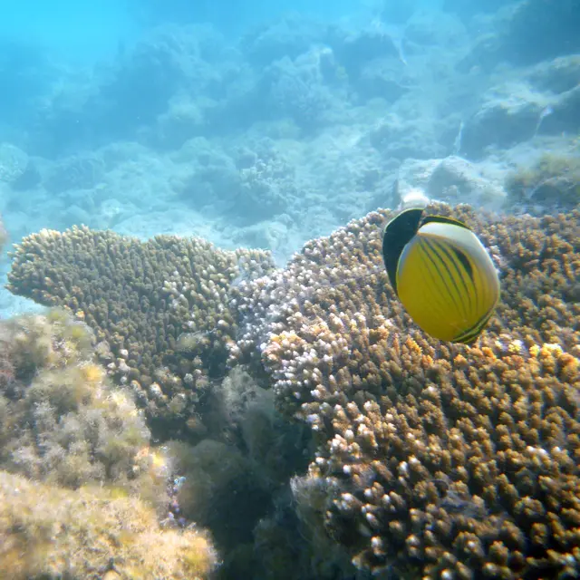 Ein Masken Falterfisch über einer Geweihkoralle auf Nahrungssuche.
