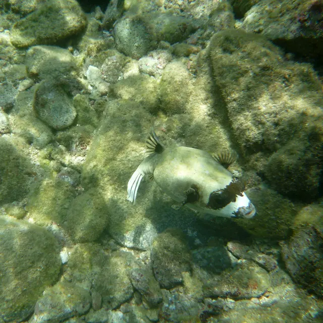 Maskenkugelfisch. Charakteristisch ist ein breites, dunkelbraunes Band, das sich von den Augen bis zu den Ansätzen der Brustflossen zieht. Einen Geschwindigkeitsrekord in der Flossenwelt kann man von diesem pummeligen Gesellen sicher nicht erwarten.