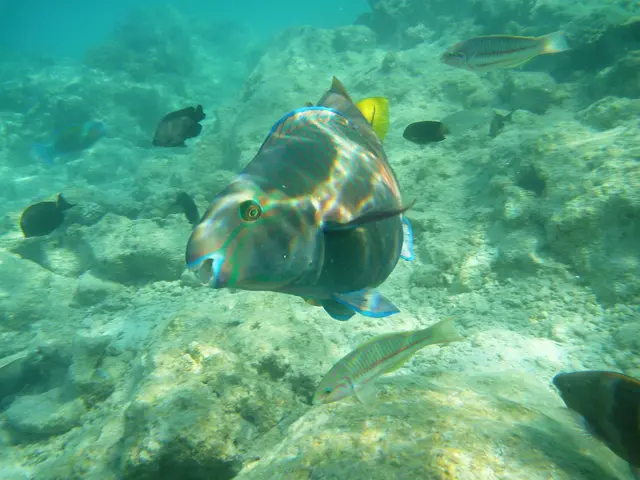 Ein prachtvoll gefärbter Papageifisch. Die Zuordnung zu einer Art ist schwierig, da sie mehrere Färbungen durchmachen.
