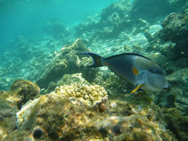 Die Bezeichnung Doktorfisch ist von den „Skalpellen“ abgeleitet. Es sind hornartige Klingen (gelb), die dieser Fisch vor der Schwanzwurzel trägt und die er zur Verteidigung einsetzen kann.