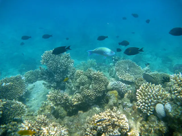 Die Außenriffkante von oben gesehen.
