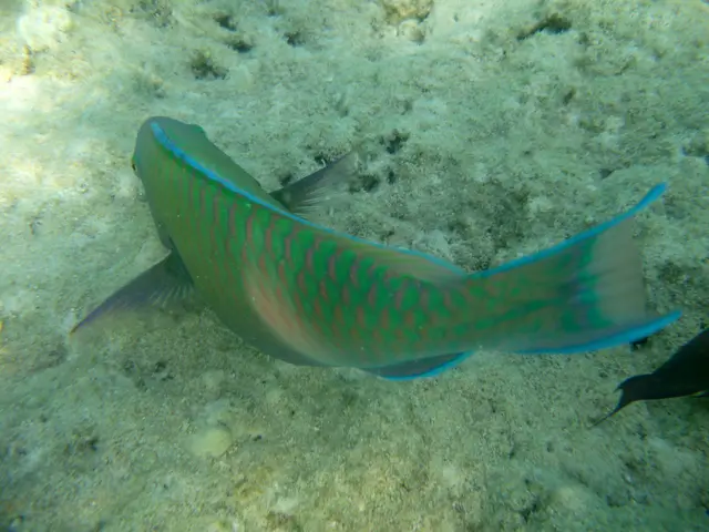 Papageifische gibt es in verschiedenen Farben und Mustern.
