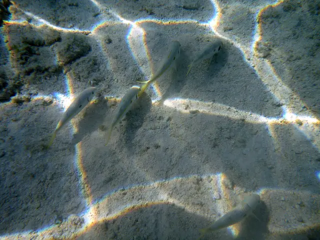 Mulloidichthys flavolineatus ??
