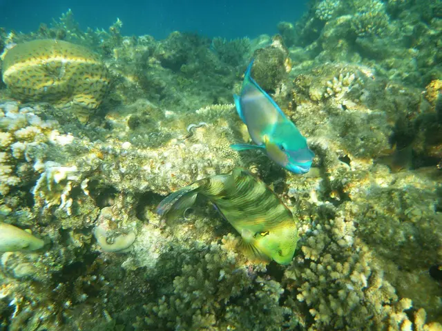  Zwei Papageifische grasen Geweihkorallen ab.
