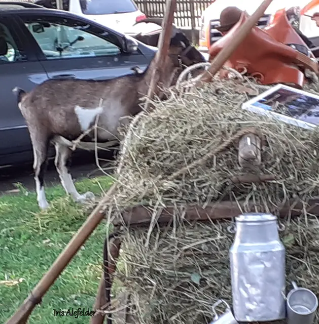 Foto: Iris Alefelder