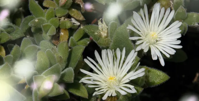 Die Mittagsblume ist vor allem in Südafrika beheimatet.
