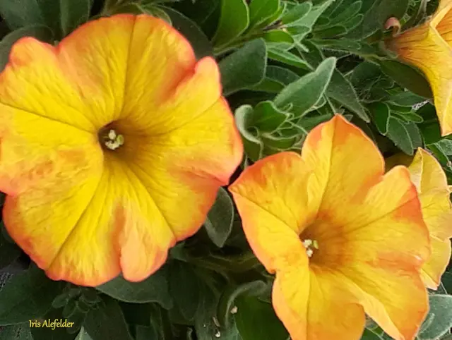 Foto: Iris Alefelder