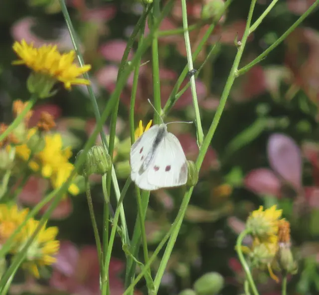 Ausschnitt aus dem Original-Foto (nächstes Bild). | Foto: M. A.
