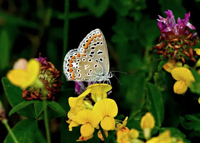 Auch die Unterseiten der Flügel sind braun und orange gefärbt