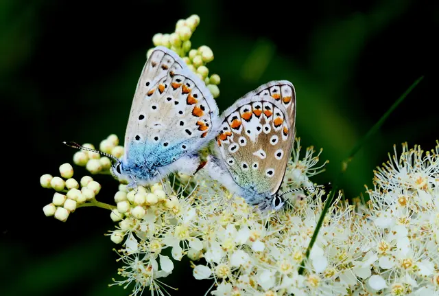 Ein Pärchen beim Liebesspiel (rechts das Weibchen)