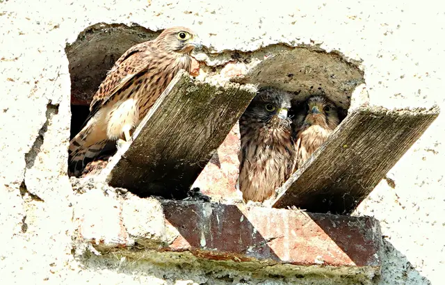 Die Zimmerdecke ist schon fast zu niedrig für die jungen Falken