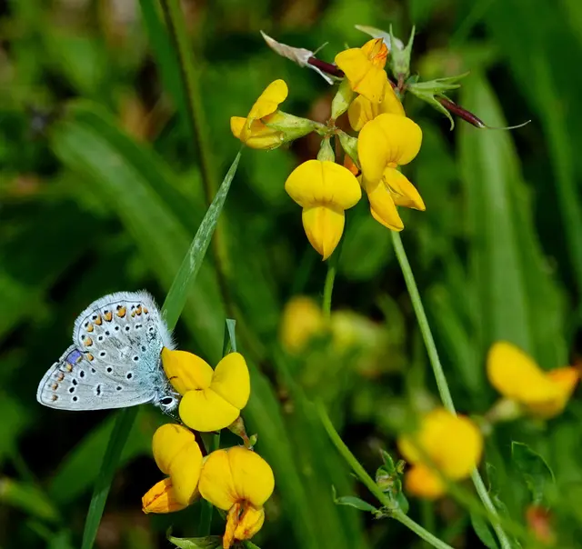 Das Männchen wird seinem Namen eher gerecht