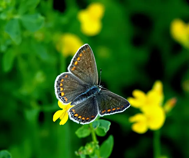 Reichlich braun erscheint das Weibchen des Hauhechel-Bläulings