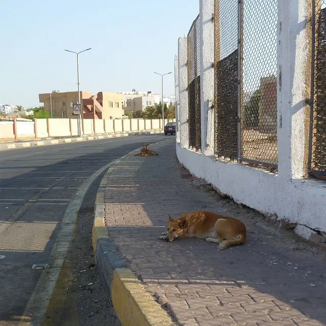 Hunde in der Vorstadt von Hurghada. Wie immer: Ziemlich friedlich.
