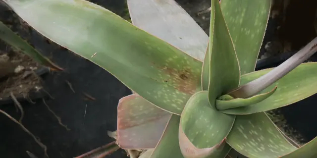 'Aloe pirottea'