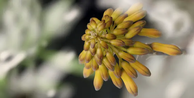 Blütenknospen einer 'Aloe sinkatana'. 
Auch diese Art kann zur Gewinnung von Gel aus den Blättern verwendet werden. Der Artname bezieht sich auf den Fundort der Pflanze bei Sinkat, einer Stadt im Sudan. 