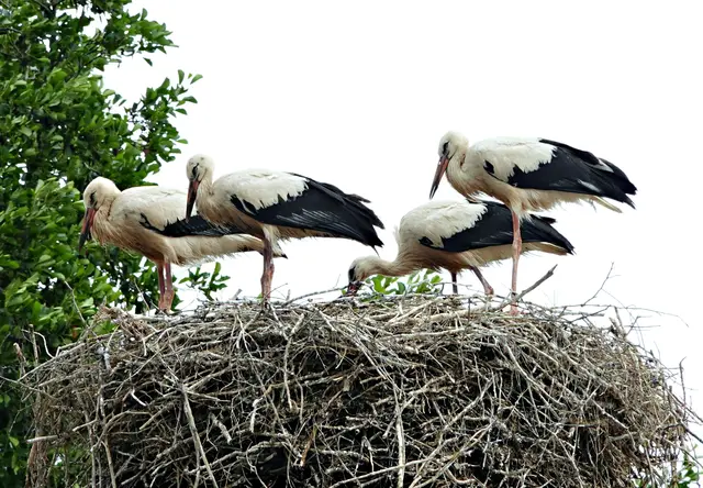 Zurück im Nest auf dem hohen Kamin