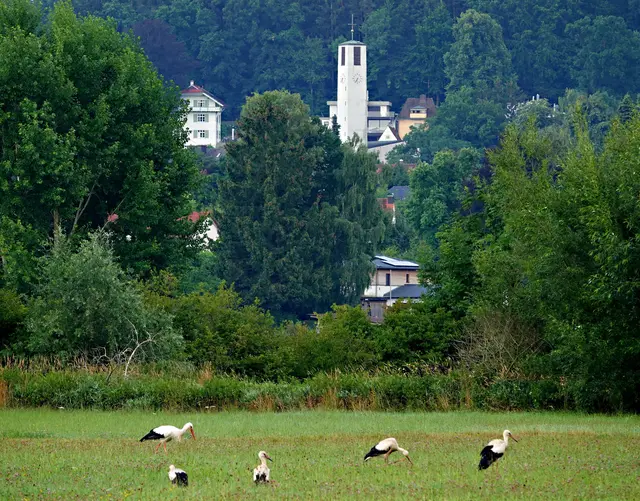 Im Hintergrund der Kobelwald und die Pfarrkirche von Westheim