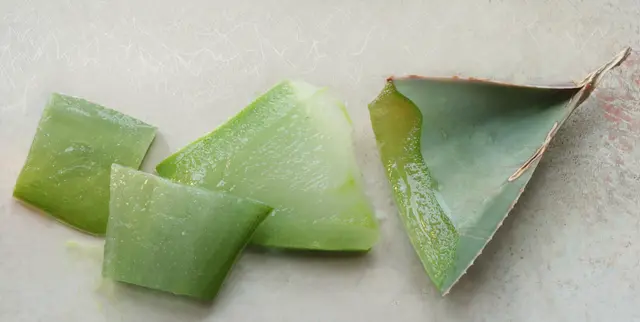  ... um das Gel aus einem Blatt zu gewinnen, schneidet man zunächst ein dickes Blatt von der Pflanze ab und lässt den gelblichen Saft, der das leicht giftige "Aloin" enthält, abtropfen. Nach etwa einer Stunde lässt sich das Gel direkt verwenden, vor allem wegen der kühlenden und feuchtigkeitsspendenden Wirkung.