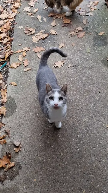 Shirkan - RIP | Foto: Sabine Pollok