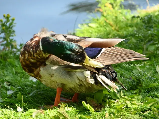 Schlösser in Niedersachsen (Foto: Katja Woidtke)

Schloss Fallersleben in Wolfsburg | Foto: Katja Woidtke