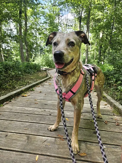 Emma | Foto: Tierheim Höchstädt