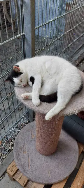 Sissi | Foto: Tierheim Höchstädt