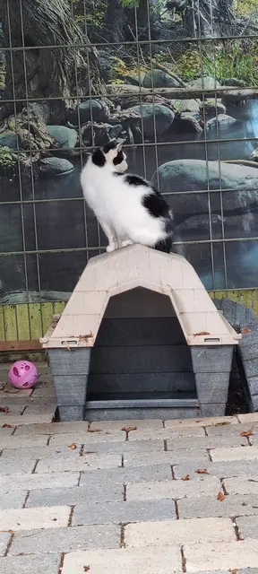 Sissi | Foto: Sabine Pollok