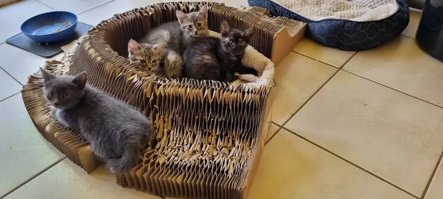 Auroras Kinder | Foto: Sabine Pollok