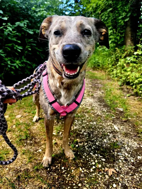 Emma | Foto: Tierheim Höchstädt