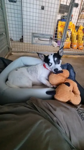 Bonny | Foto: Sabine Pollok