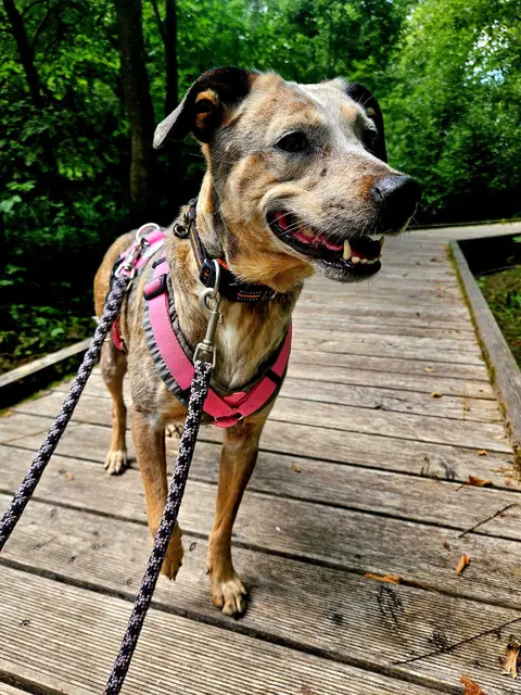 Emma | Foto: Tierheim Höchstädt