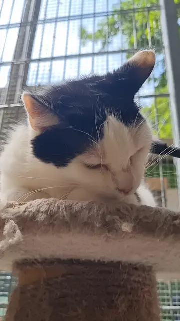 Sissi | Foto: Sabine Pollok