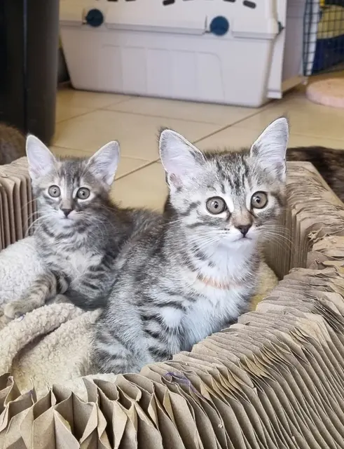 Merida (links) und Raya | Foto: Sabine Pollok