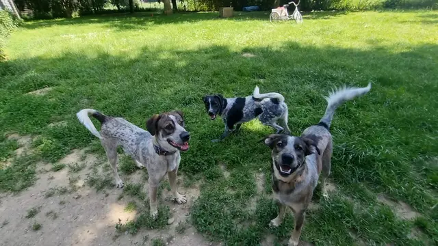 Eddi, Emil und Elvis | Foto: Sabine Pollok