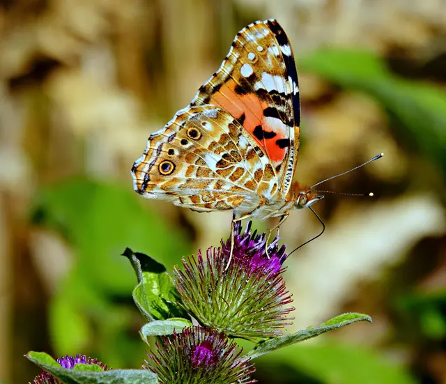 Distelfalter auf Distel